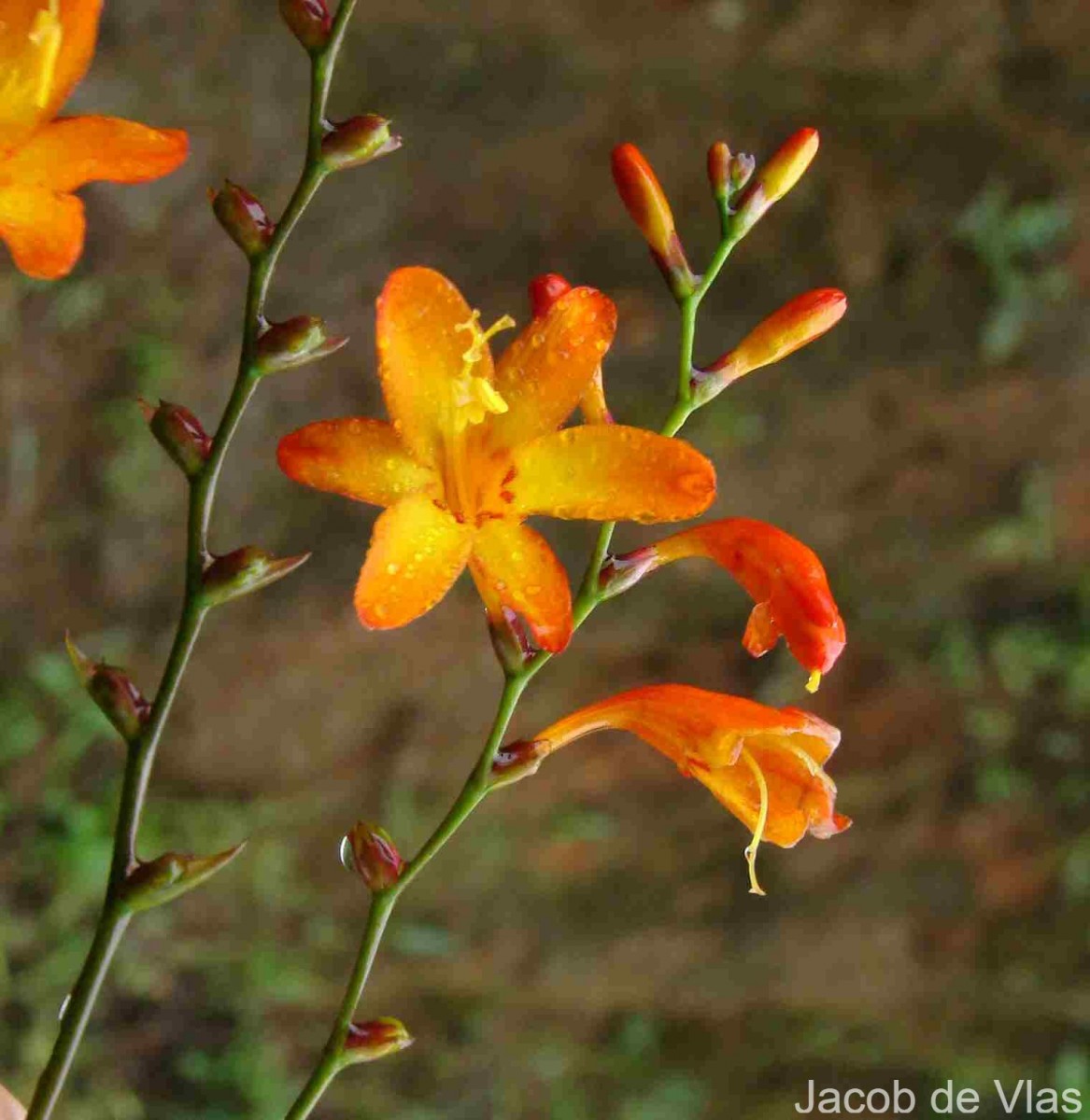 Crocosmia × crocosmiiflora (Lemoine) N.E.Br.